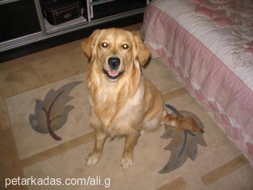 can Erkek Golden Retriever