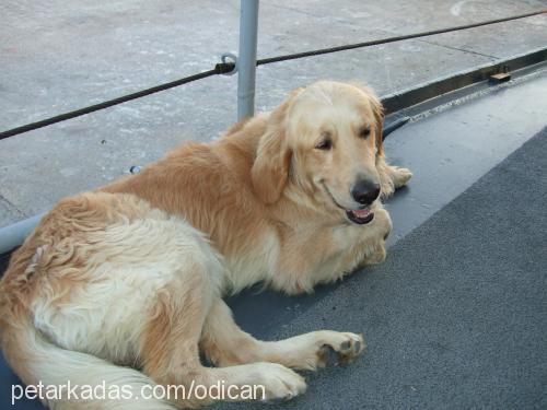 odi Erkek Golden Retriever