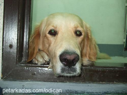 odi Erkek Golden Retriever