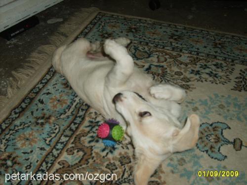 bıdık Erkek Labrador Retriever