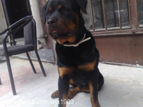 rodi Erkek Rottweiler