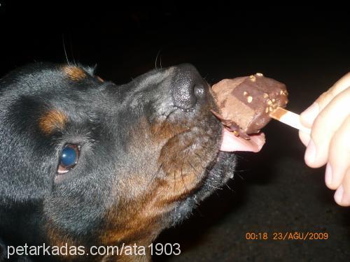 rodi Erkek Rottweiler