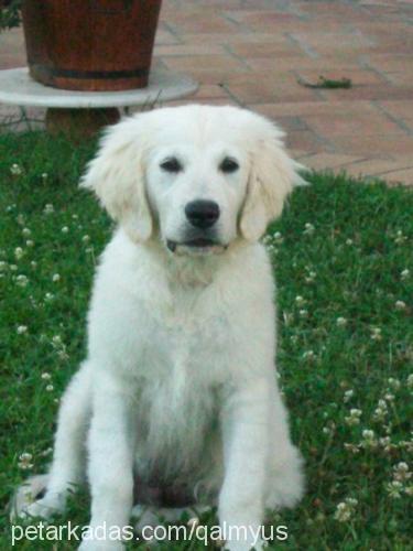 paşa Erkek Golden Retriever