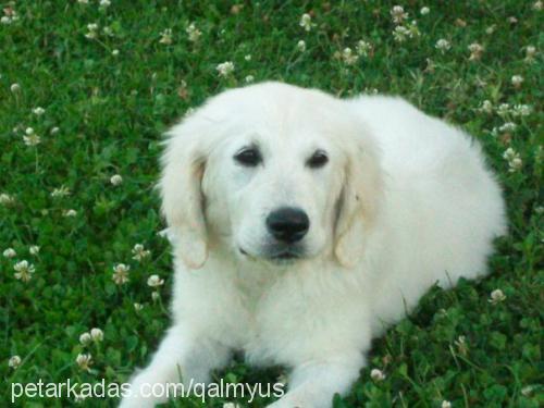 paşa Erkek Golden Retriever