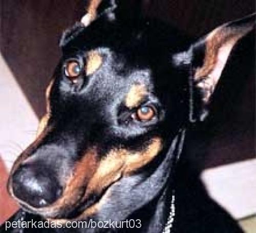 kont Erkek Doberman Pinscher