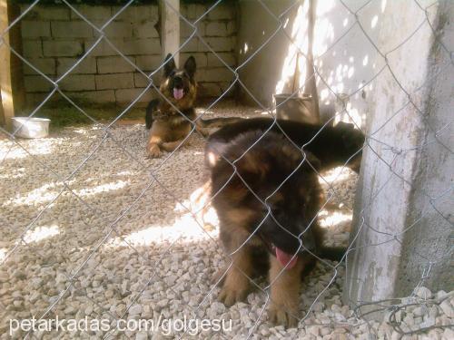 gölge Dişi Alman Çoban Köpeği