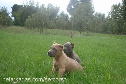 constanz Erkek Mastiff