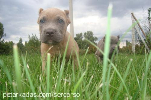 constanz Erkek Mastiff