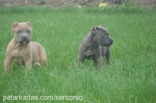 constanz Erkek Mastiff