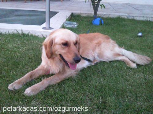 meks Erkek Golden Retriever