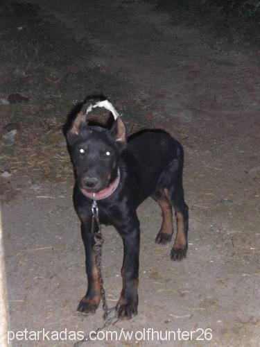 zeytin Dişi Doberman Pinscher