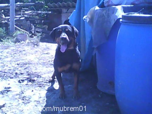 shewa Dişi Rottweiler