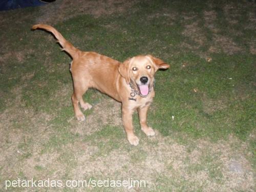 badem Dişi Golden Retriever