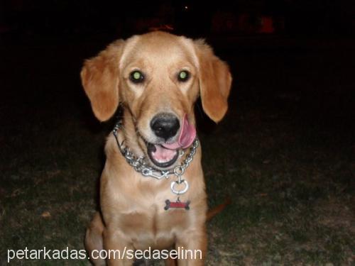 badem Dişi Golden Retriever