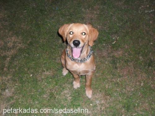 badem Dişi Golden Retriever