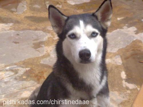 vividus.maia Dişi Sibirya Kurdu (Husky)