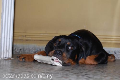 paris Dişi Rottweiler