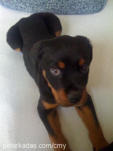 paris Dişi Rottweiler