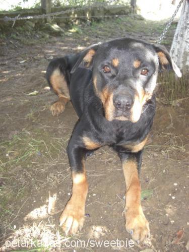 doli Dişi Rottweiler