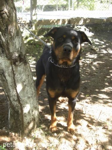 doli Dişi Rottweiler