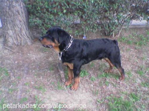 alex Erkek Rottweiler