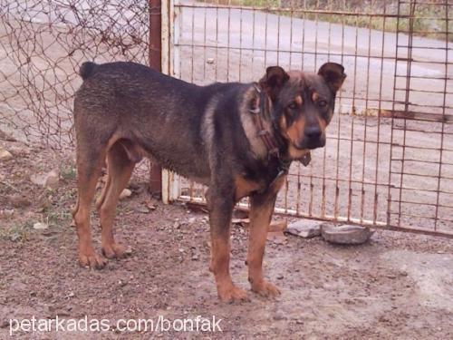 max Erkek Alman Çoban Köpeği