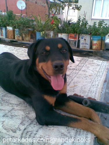 pasha Erkek Rottweiler