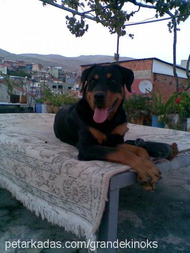 pasha Erkek Rottweiler