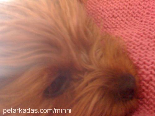 mini Dişi Yorkshire Terrier