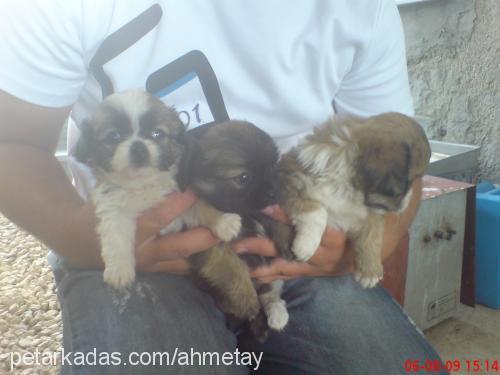 şila Dişi Tibetli Spaniel