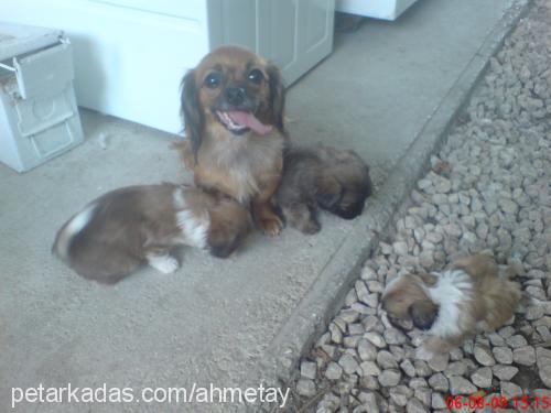 şila Dişi Tibetli Spaniel