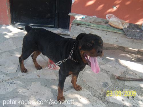 paŞaaaaaaaa Erkek Rottweiler