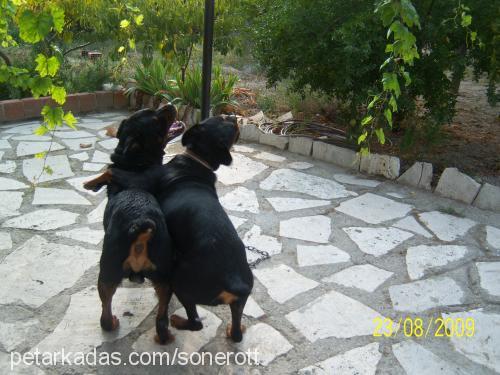 paŞaaaaaaaa Erkek Rottweiler