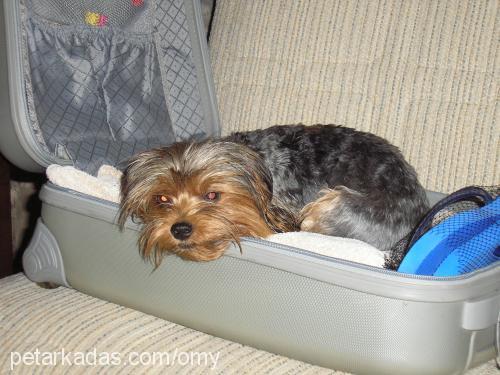 pepsİ Dişi Yorkshire Terrier