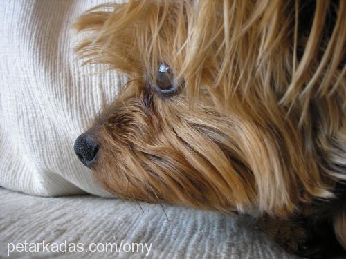 BRENDY Erkek Yorkshire Terrier