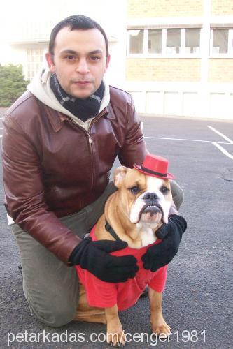 betty Dişi İngiliz Bulldog