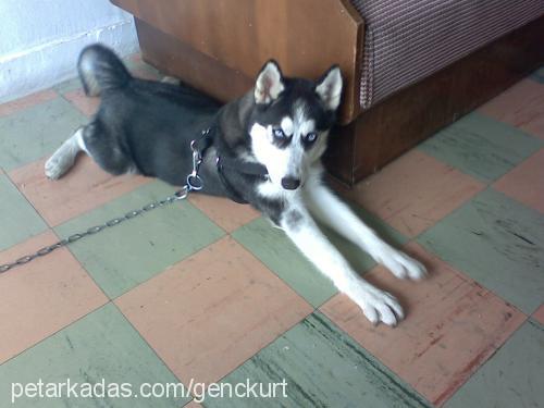 bozkurt Dişi Sibirya Kurdu (Husky)