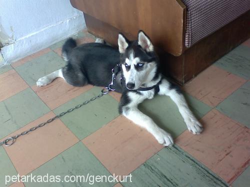 bozkurt Dişi Sibirya Kurdu (Husky)