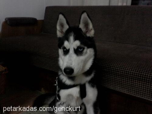 bozkurt Dişi Sibirya Kurdu (Husky)