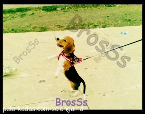 bross Erkek Beagle