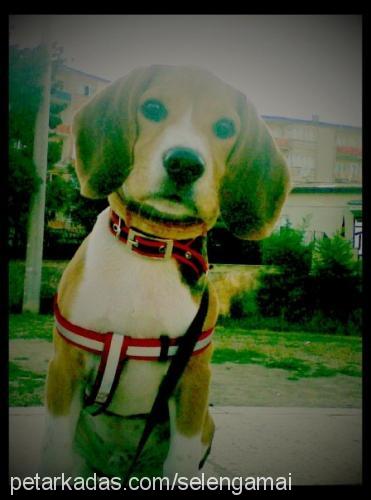 bross Erkek Beagle