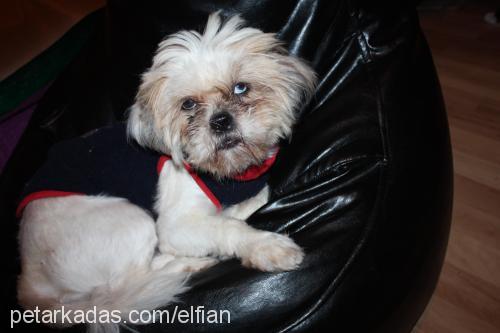 luna Dişi Shih-Tzu