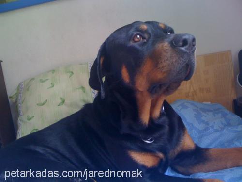 paşa Erkek Rottweiler