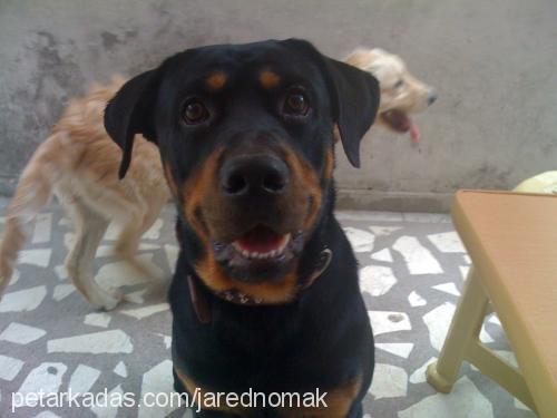 paşa Erkek Rottweiler