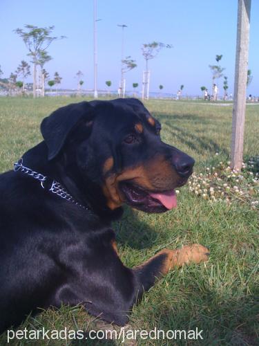 paşa Erkek Rottweiler