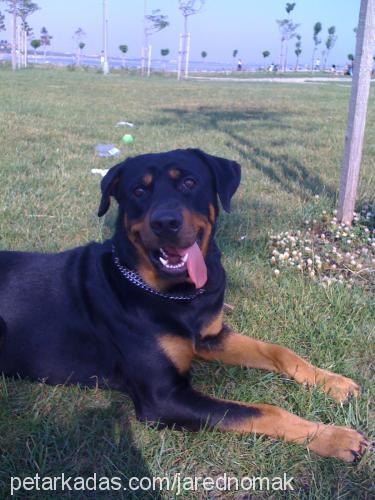 paşa Erkek Rottweiler