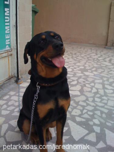 paşa Erkek Rottweiler