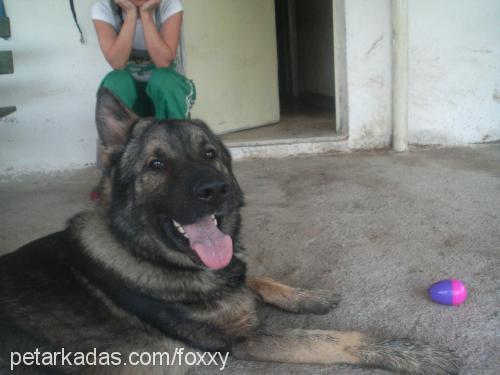 lino Erkek Alman Çoban Köpeği