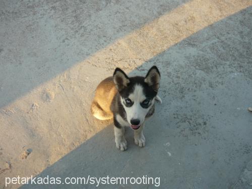 cerezip Dişi Sibirya Kurdu (Husky)