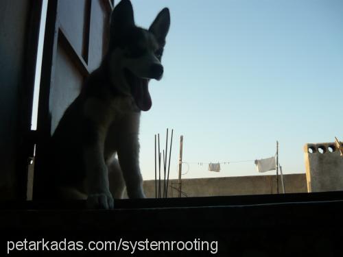 cerezip Dişi Sibirya Kurdu (Husky)